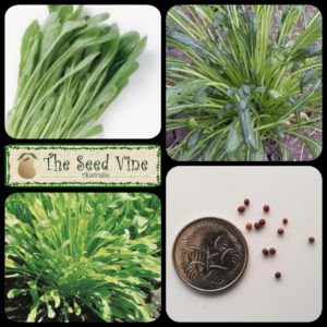 brassica-rapa-japonica-mizuna-main