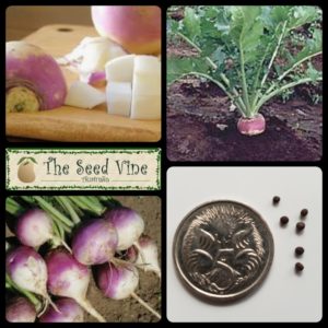 brassica-rapa-turnip-purple-top-main