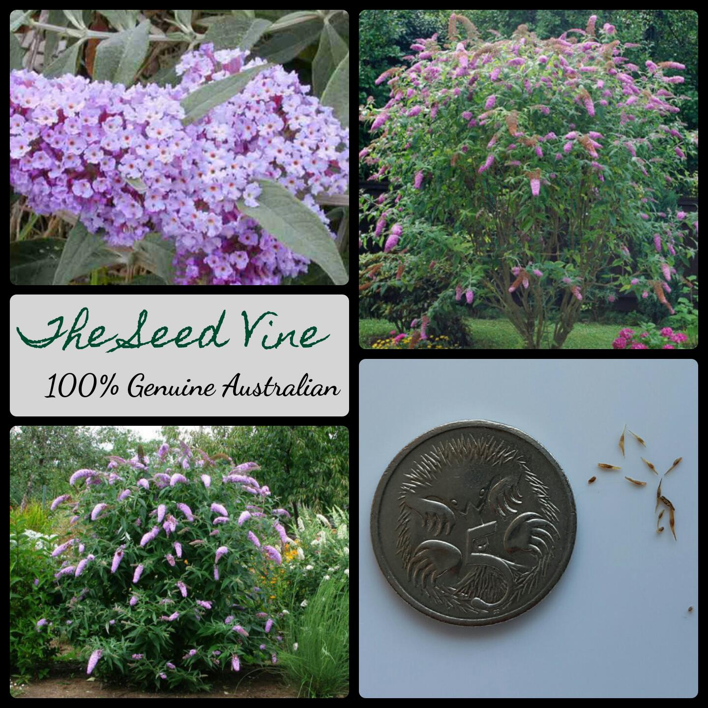 Buddleja Davidii - Butterfly Bush - The Seed Vine