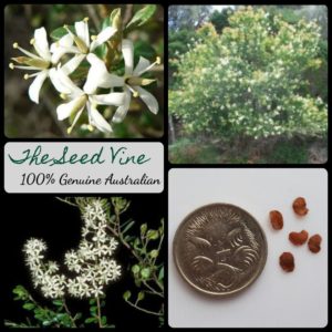 bursaria-spinosa-sweet-bursaria-seeds - MAIN