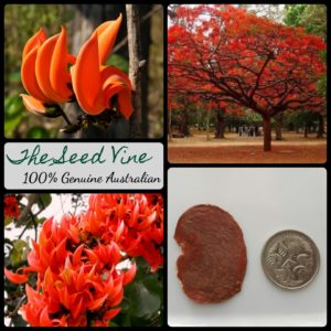 Butea monasperma - Flame of the Forest - Main