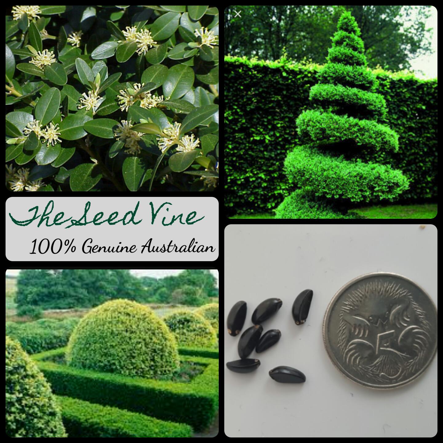 Buxus sempervirens - English Boxwood - The Seed Vine