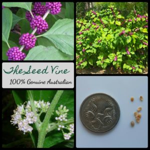 callicarpa-americana-american-beautyberry-seeds-MAIN