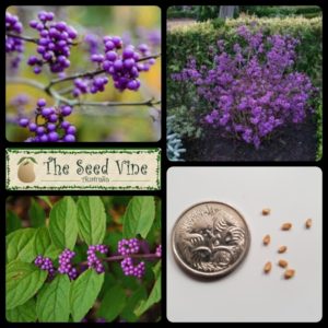 callicarpa-bodinieri-bodiniers-beautyberry-main