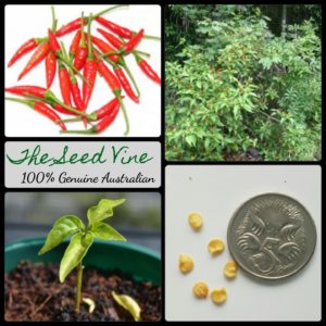 capsicum-annuum-birds-eye-chilli-seeds-MAIN