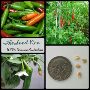 Capsicum annuum - Serrano Chilli - Main