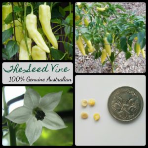 capsicum-annuum-sweet-banana-chilli-seeds-MAIN