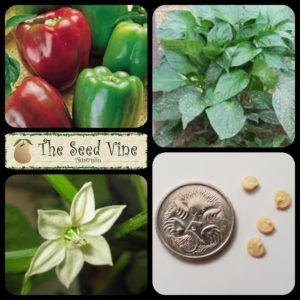 capsicum-annuum-capsicum-california-wonder-main