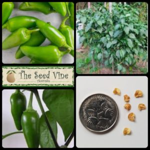 capsicum-annuum-jalapeno-main