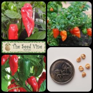 capsicum-chinense-bhut-jolokia-main