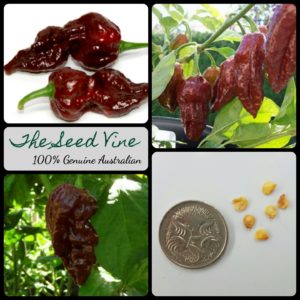 capsicum-chinense-naga-viper-chocolate-chilli-seeds-MAIN