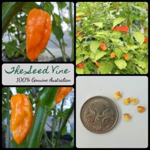 capsicum-chinense-naga-viper-orange-chilli-seeds-MAIN