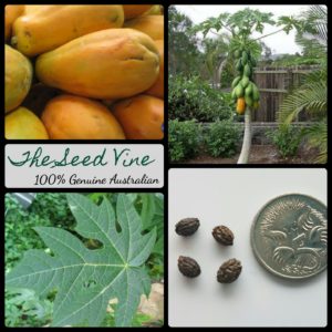 carica-papaya-red-paw-paw-fruit-tree-seeds-MAIN