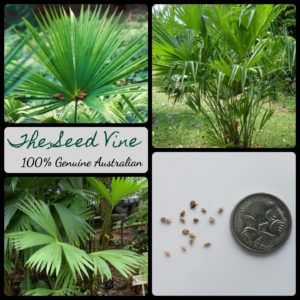 carludovica-palmata-panama-hat-plant-seeds - MAIN