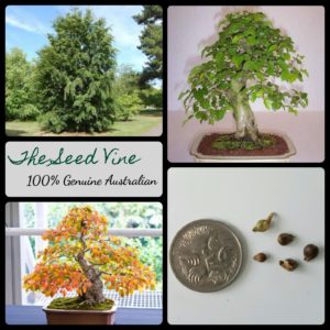 carpinus-turczaninowii-korean-hornbeam-tree-seeds - MAIN