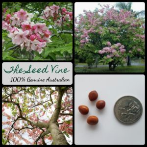 cassia-javanica-apple-blossom-tree-seeds - MAIN