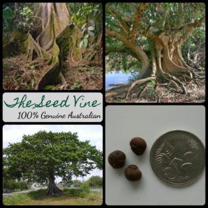 ceiba-pentandra-kapok-tree-seeds - MAIN