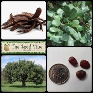 ceratonia-siliqua-carob-tree-main
