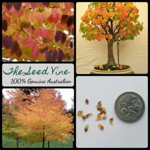 cercidiphyllum-japonicum-katsura-tree-seeds - MAIN