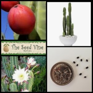 cereus-peruvianus-peruvian-apple-cactus-seeds-MAIN