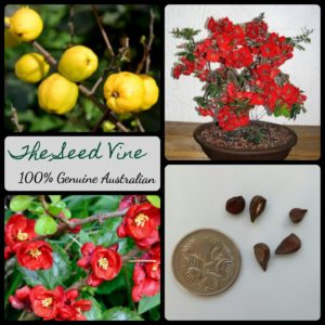 chaenomeles-japonica-japanese-quince-tree-seeds - MAIN