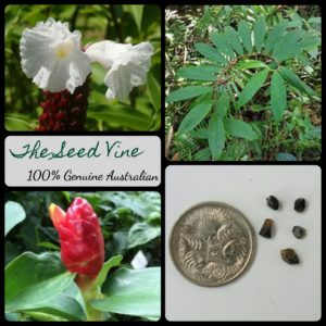 cheilocostus-speciosus-crepe-ginger-seeds -MAIN