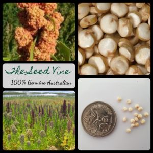 chenopodium-quinoa-white-organic-quinoa-seeds - MAIN