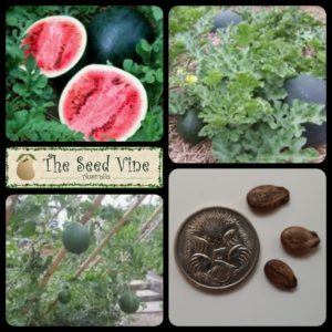 citrullus-lanatus-watermelon-sugarbaby-main