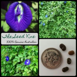 clitoria-ternatea-butterfly-pea-flower-seeds - MAIN