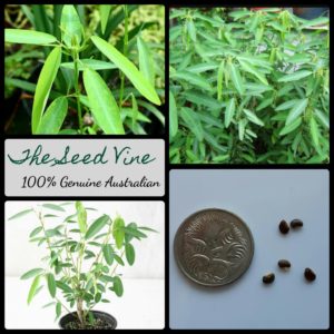 codariocalyx-motorius-dancing-plant-seeds-MAIN