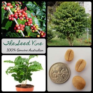 coffea-arabica-arabian-coffee-bean-seeds - MAIN