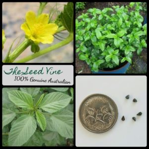 corchorus-olitorius-jews-mallow-edible-vegetable-MAIN