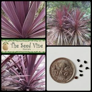 cordyline-australis-purpurea-purple-cabbage-tree-seeds-MAIN