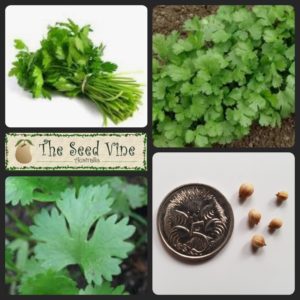 coriandum-sativum-coriander-organic-main