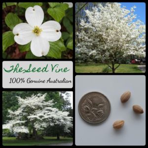 cornus-florida-white-dogwood-tree-seeds - MAIN