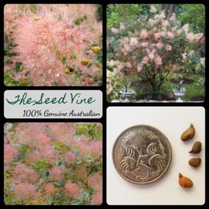 cotinus-coggygria-smoke-tree-seeds - MAIN