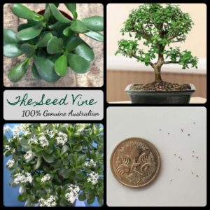 crassula-ovata-jade-plant-seeds - MAIN