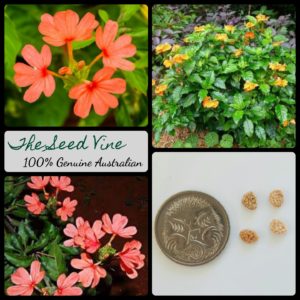 crossandra-infundibuliformis-firecracker-flower-seeds-MAIN