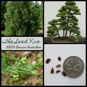 cryptomeria-japonica-japanese-cedar-tree-seeds-MAIN