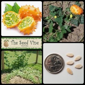 cucumis-metuliferus-african-horned-melon-main