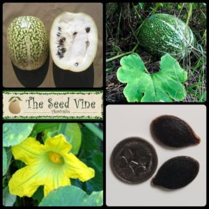 Cucurbita ficifolia - Figleaf Gourd - Main