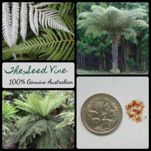 cyathea-dealbata-new-zealand-silver-tree-fern-spores-seeds - MAIN