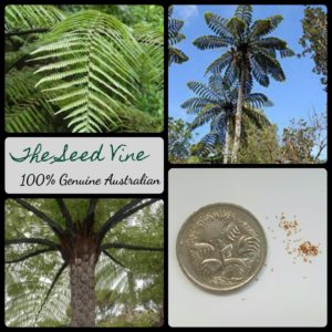cyathea-medullaris-new-zealand-black-tree-fern-spores-seeds - MAIN