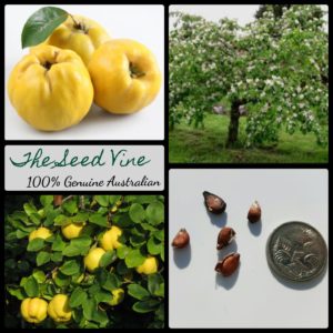 cydonia-oblonga-quince-fruit-tree-seeds-MAIN