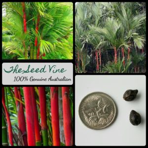 cyrtostachys-renda-lipstick-palm-tree-seeds - MAIN