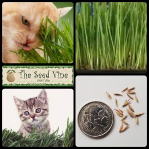 dactylis-glomerata-cat-grass-main