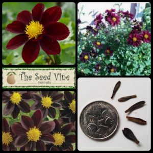 dahlia x hybrida-black-beauty-MAIN