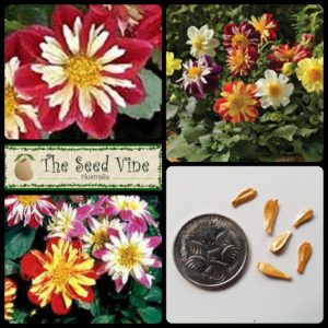 dahlia x hybrida-harlequin-mix-main