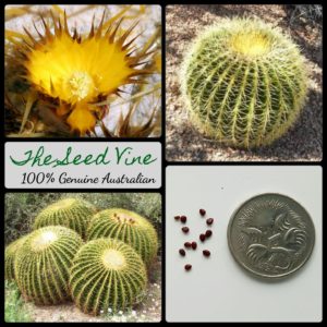 echinocactus-grusonii-golden-barrel-cactus-seeds-MAIN