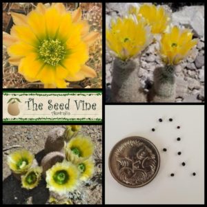echinocereus-dasyacanthus-texas-rainbow-cactus-seeds-MAIN